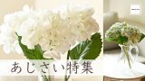 初夏のインテリアに、紫陽花という選択。