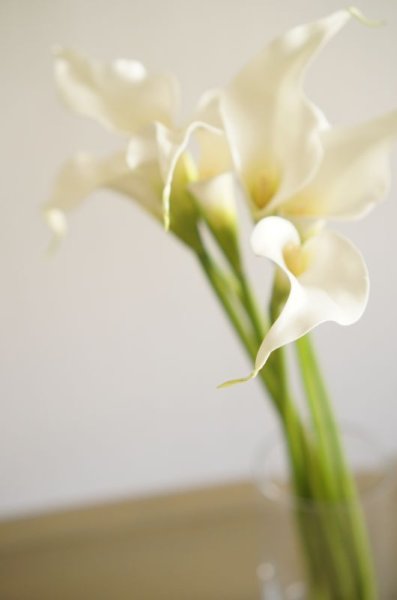 画像3: 【造花】カラー（ホワイト）　53cm7本セット (3)