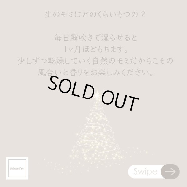 画像5: 2024 クリスマスリース・しめ縄 レッスン(子連れ可)&販売  (5)