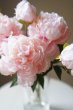 画像2: 【造花】ピオニー（芍薬） (2)