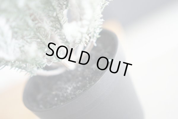 画像5: フロッキー スノー ツリー（65cm） (5)